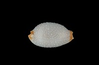 藏品(鯊皮寶螺)的圖片